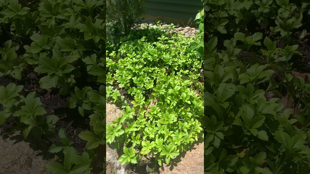 Using Pachysandra for ground cover and erosion control.