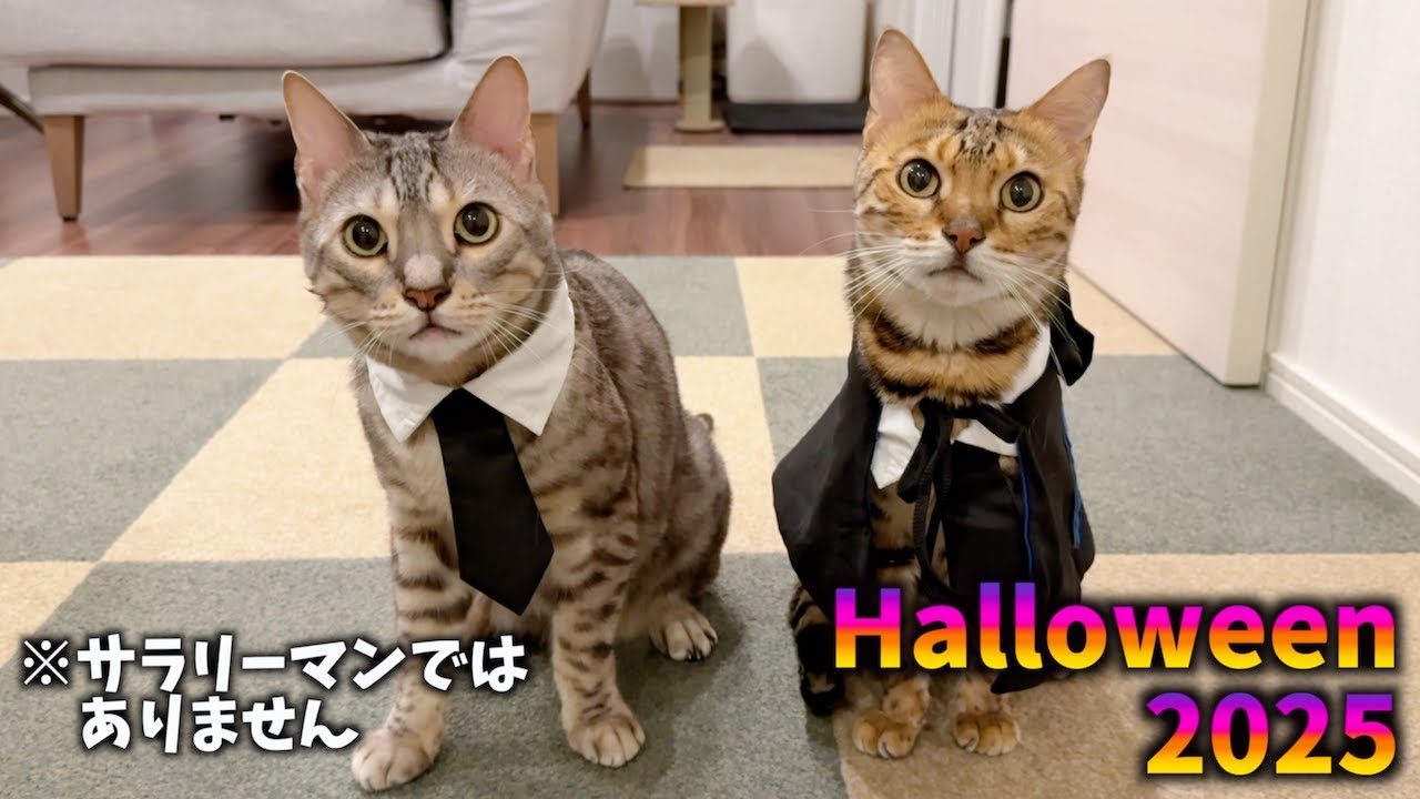 ハロウィンでホグワーツの制服コスプレをさせられるおじ猫たち