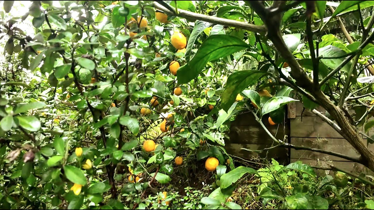 Growing Citrus 20 Jan 2026
