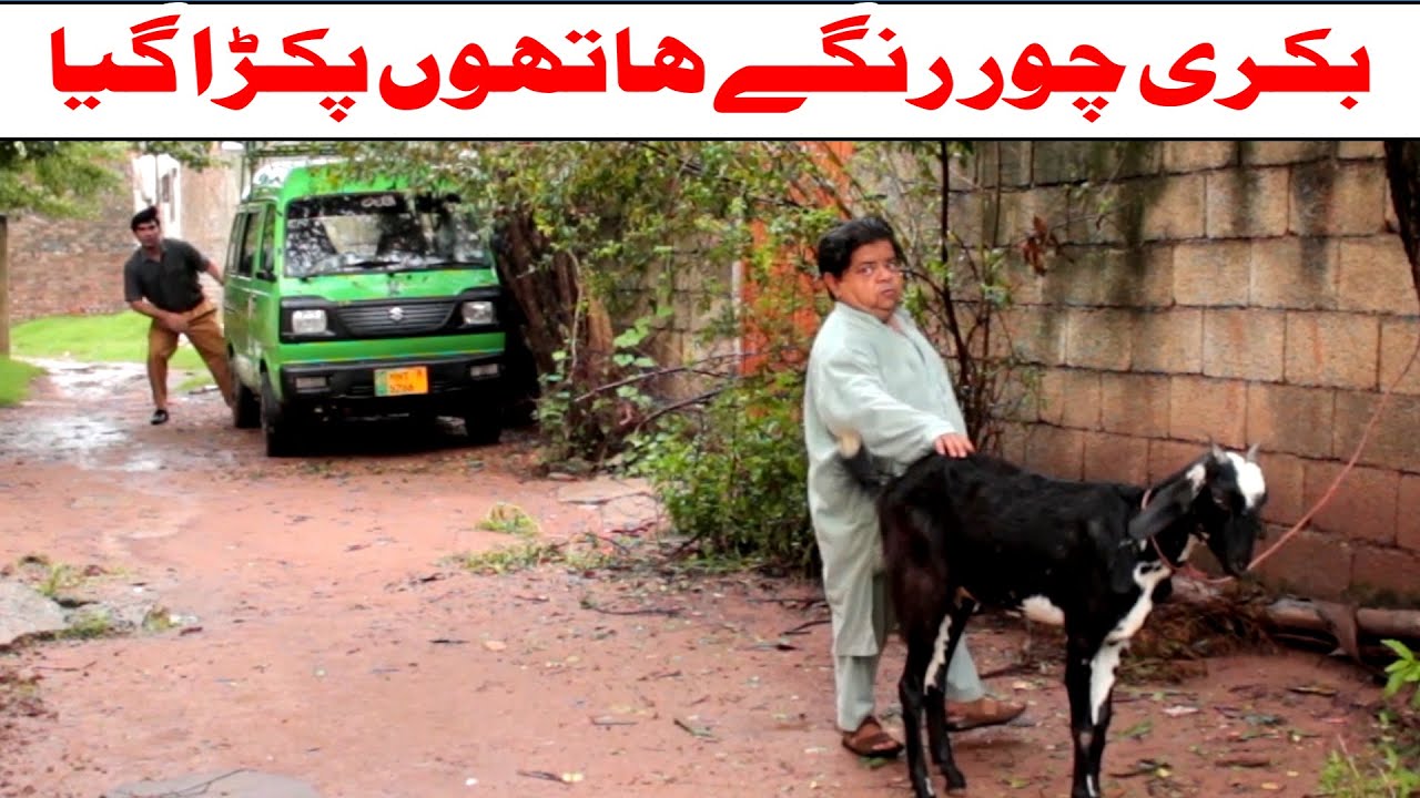 Mithu Bakri Chor - Pothwari Top Funny Drama - New Punjabi Comedy Clips - Raja Akram Mandray Ala
