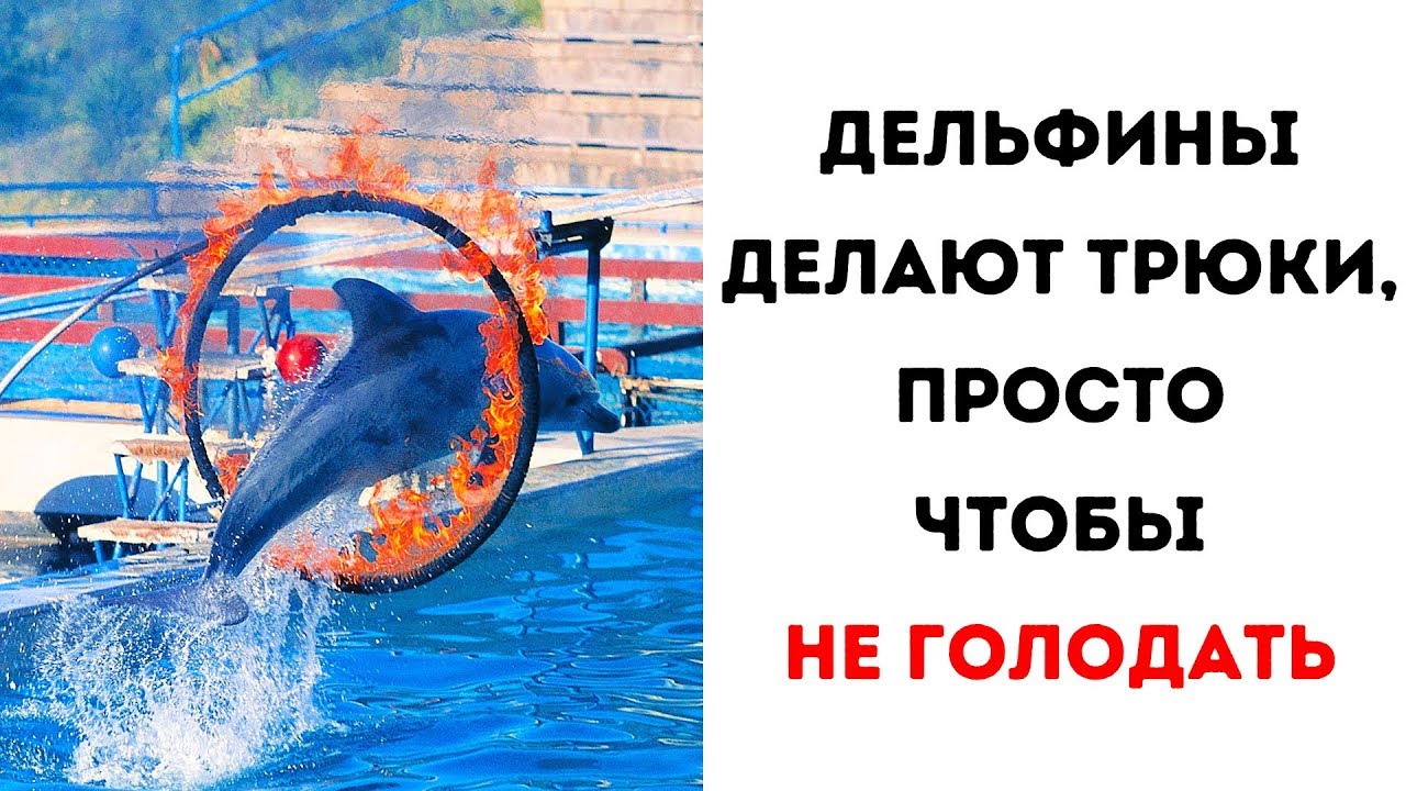 8 причин никогда не ходить в дельфинарий