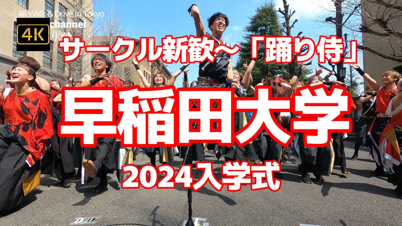 4K【早稲田大学2024入学式当日の様子】【サークル新歓～「踊り侍」～よさこいソーラン】【キレッキレ＆迫力のステージ～早稲田生の熱気】【大隈講堂をバックに踊る！】【新入生たくさん入るといいですね】