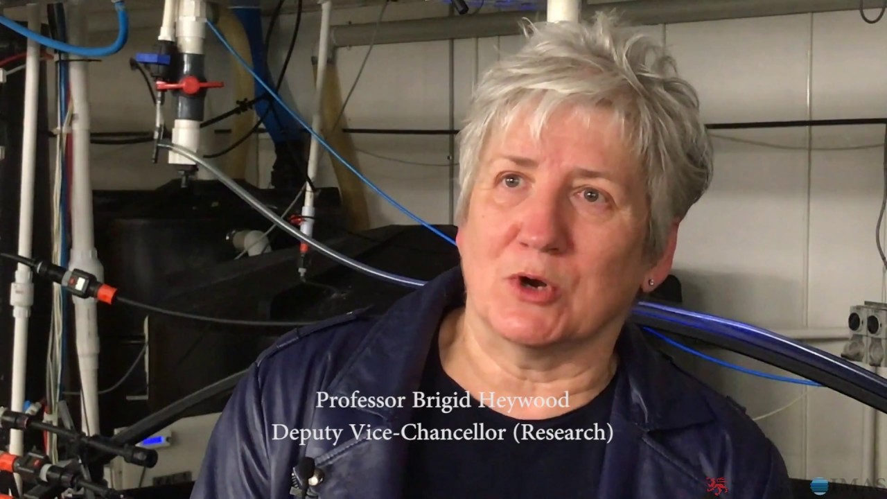 Rock Lobster research & investment to lead to world's first lobster hatchery