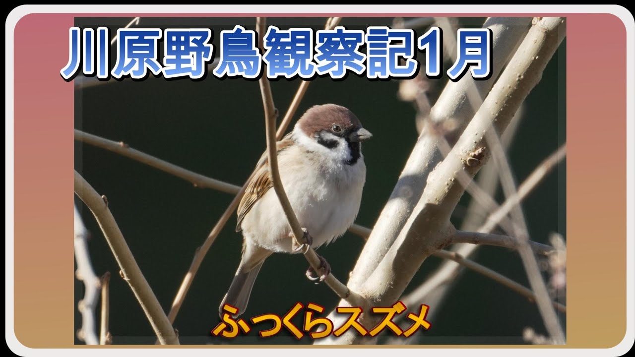 ふっくらスズメ【２０２６年１月川原野鳥観察記】