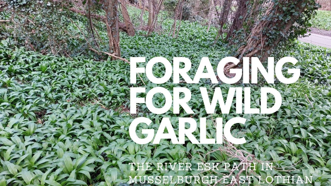 Oy'Nissh | Foraging For Wild Garlic In Musselburgh East Lothian Part 2 | Foraging Scotland