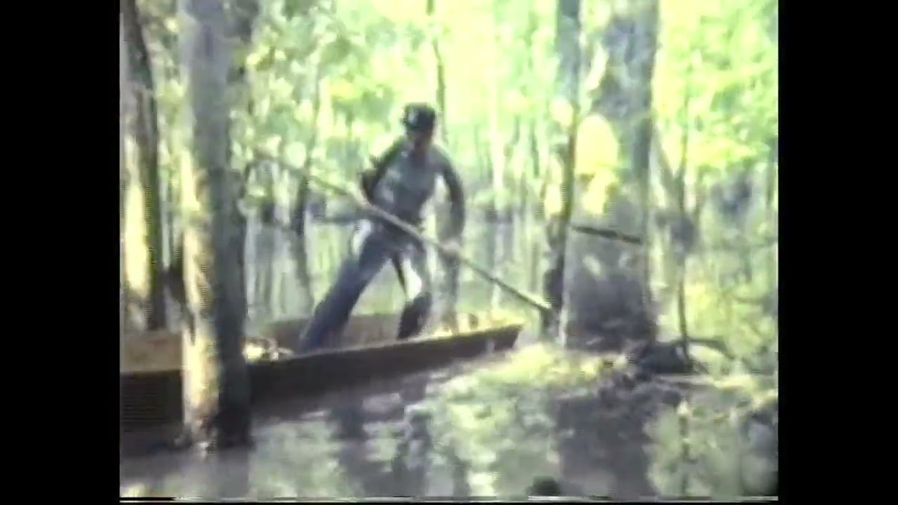 Louisiana roots and swamp logging