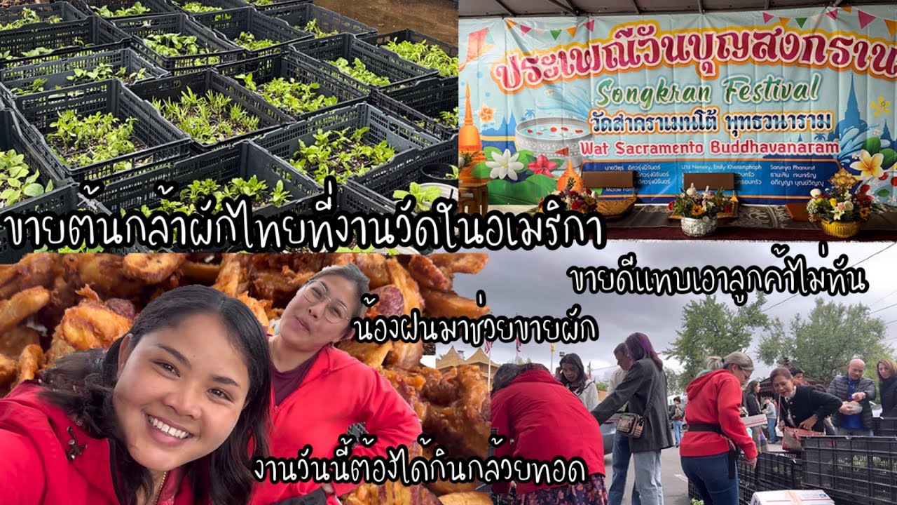 EP.189 ขายต้นกล้าผักไทยในงานวัดที่อเมริกา ขายดีแทบเอาลูกค้าไม่ทัน