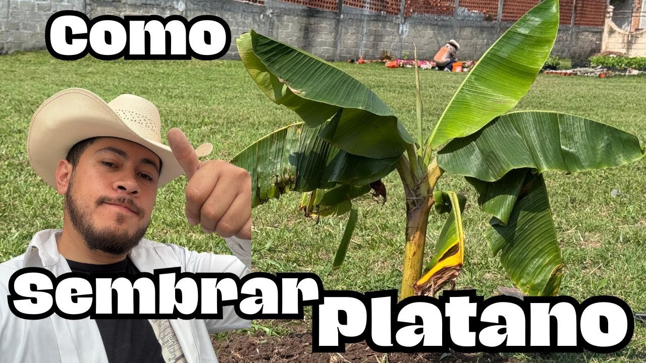 Como Sembrar una Planta de Plátanos || Huerto Citadino