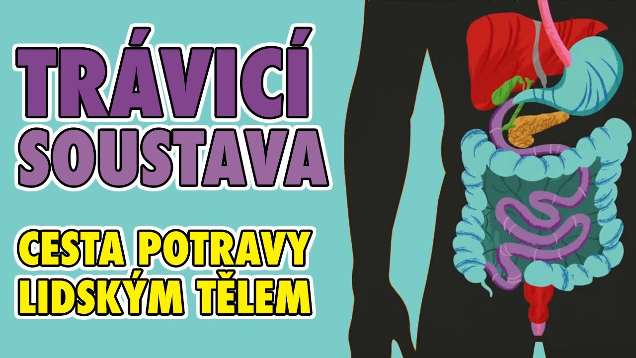 CESTA POTRAVY LIDSK&Yacute;M TĚLEM | TR&Aacute;VIC&Iacute; SOUSTAVA