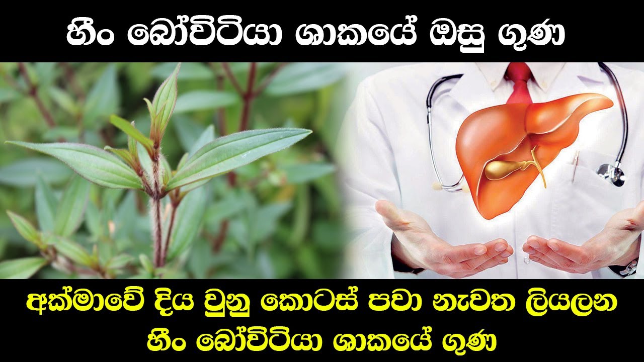 හීං බෝවිටියා ශාකයේ ඔසු ගුණ | Heen Bovitiya | Osbeckia Octandra