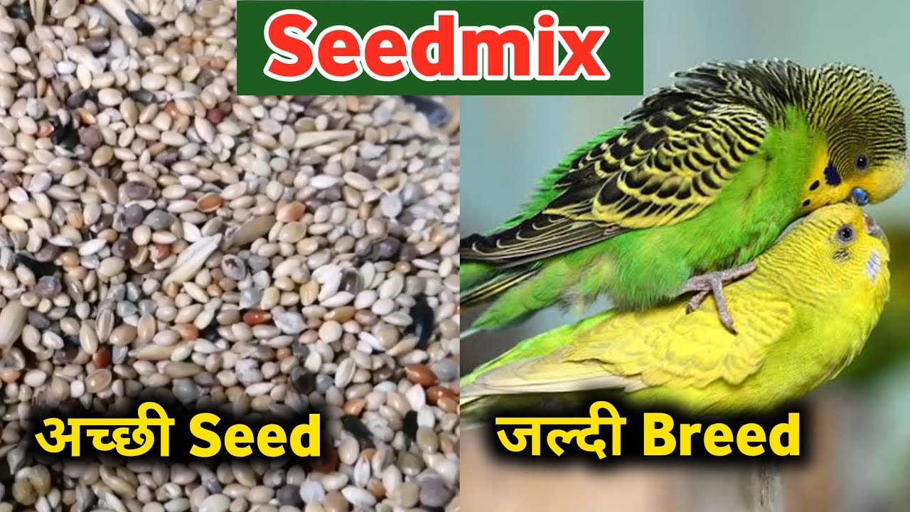 SEED MIX FOR BUDGIES IN BREEDING TIME | अच्छी SEEDS जल्दी BREED | BIRDS BASIC DIET 15 SEEDS
