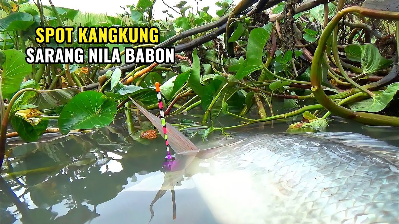 Begitu dahsyat nya tarikan nila babon ini..!! Spot kangkung sarang ikan