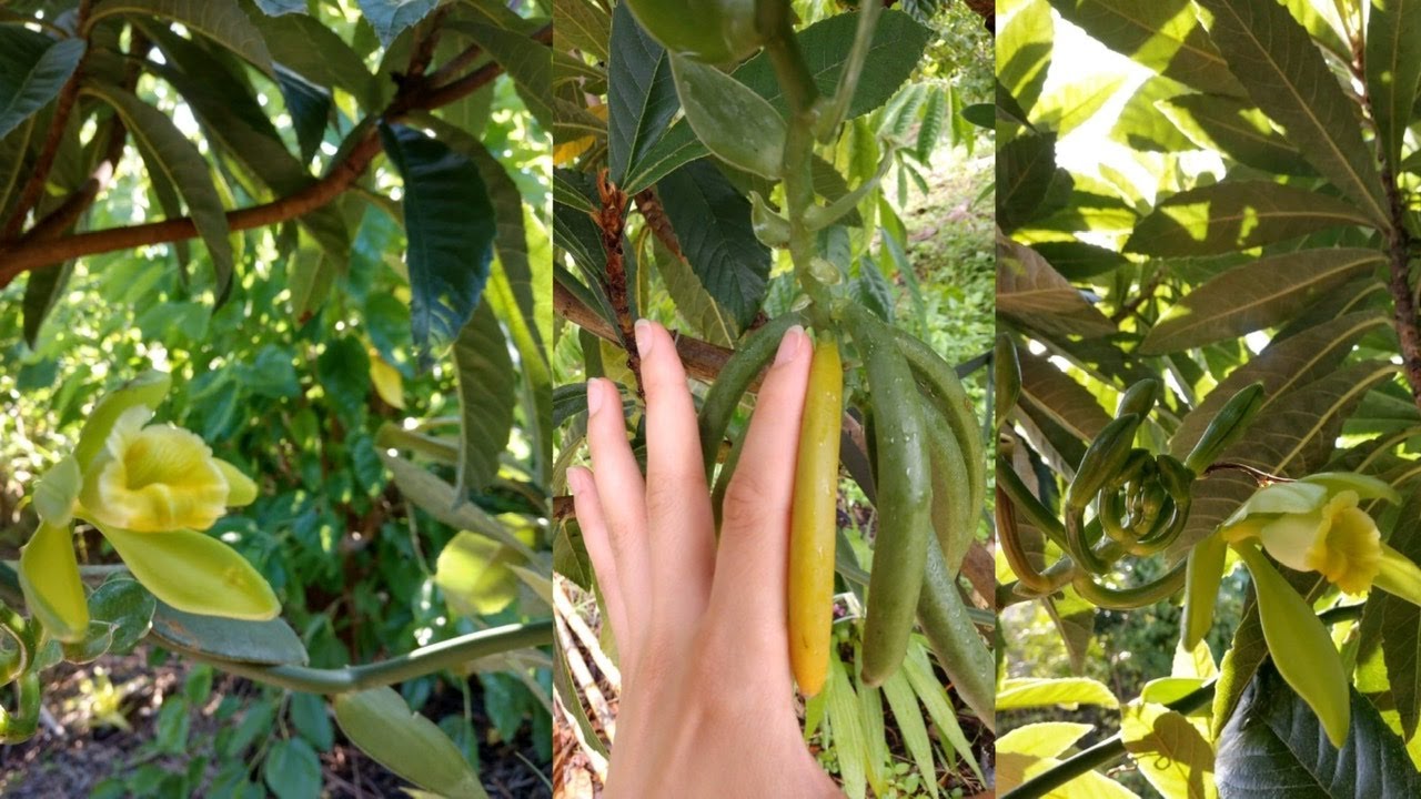 This is when Vanilla (planifolia) orchid will flower