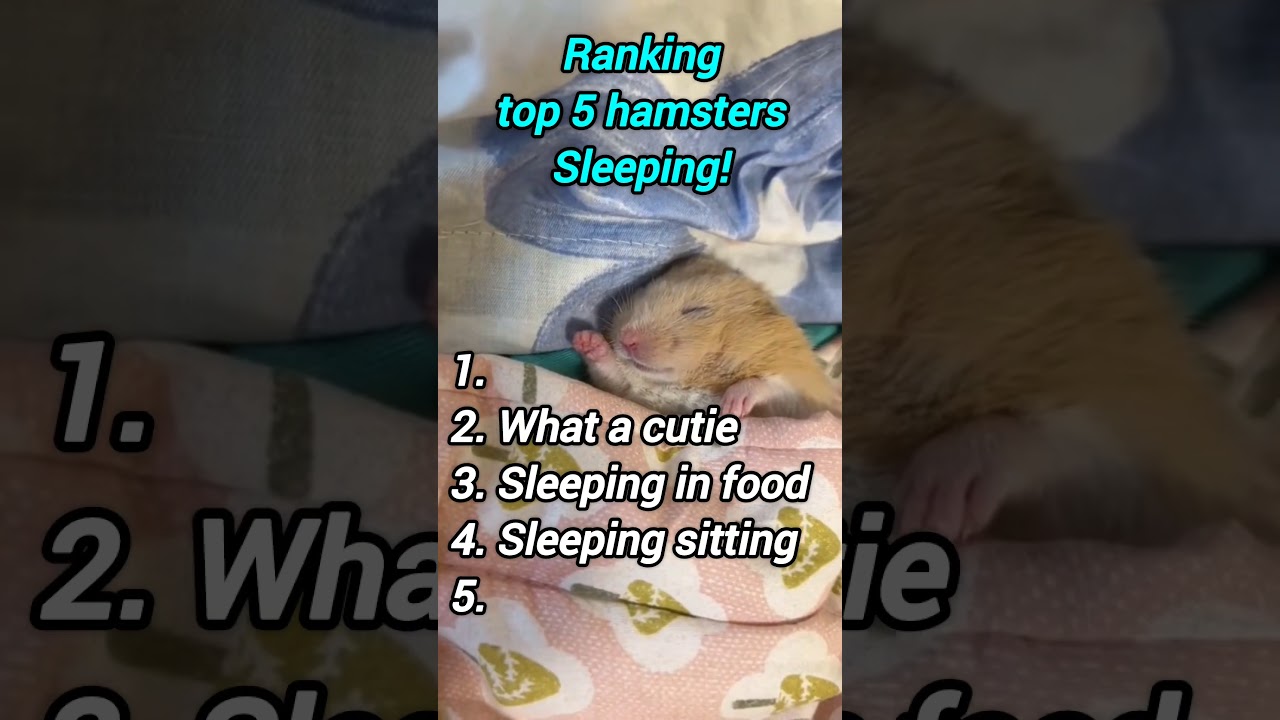 TOP 5 hamsters sleeping! #shorts