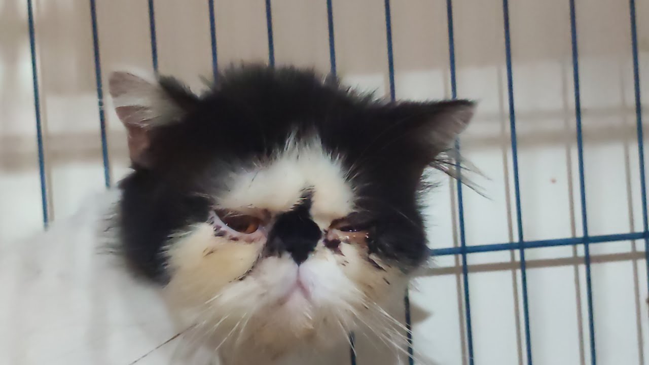 Alternatif pengobatan kucing Flu Berat 