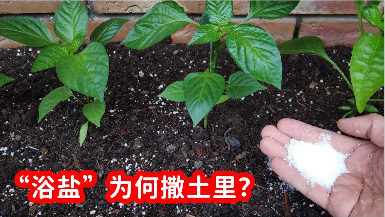 我为何要用“浴盐” ：泻盐在花园中的6个神奇功效：如何在花园中使用？ /