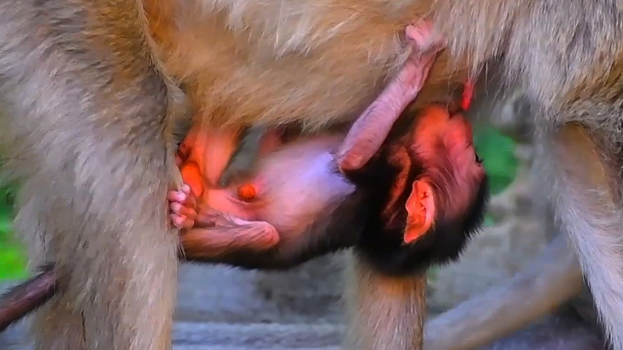 Top Adorable Wildlife 2026, peaceful escape into the most heartwarming baby monkey moments