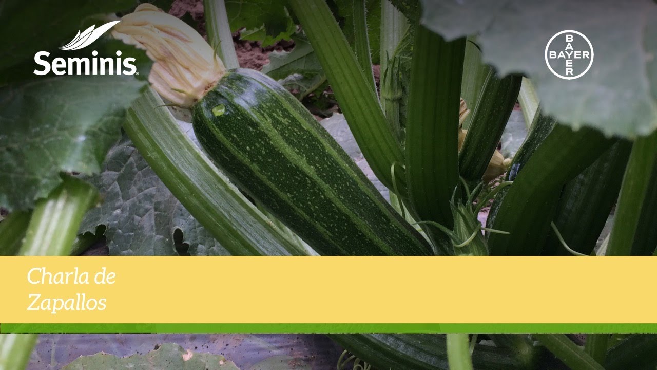 Entrenamiento Online - Manejos Técnicos de Zapallo