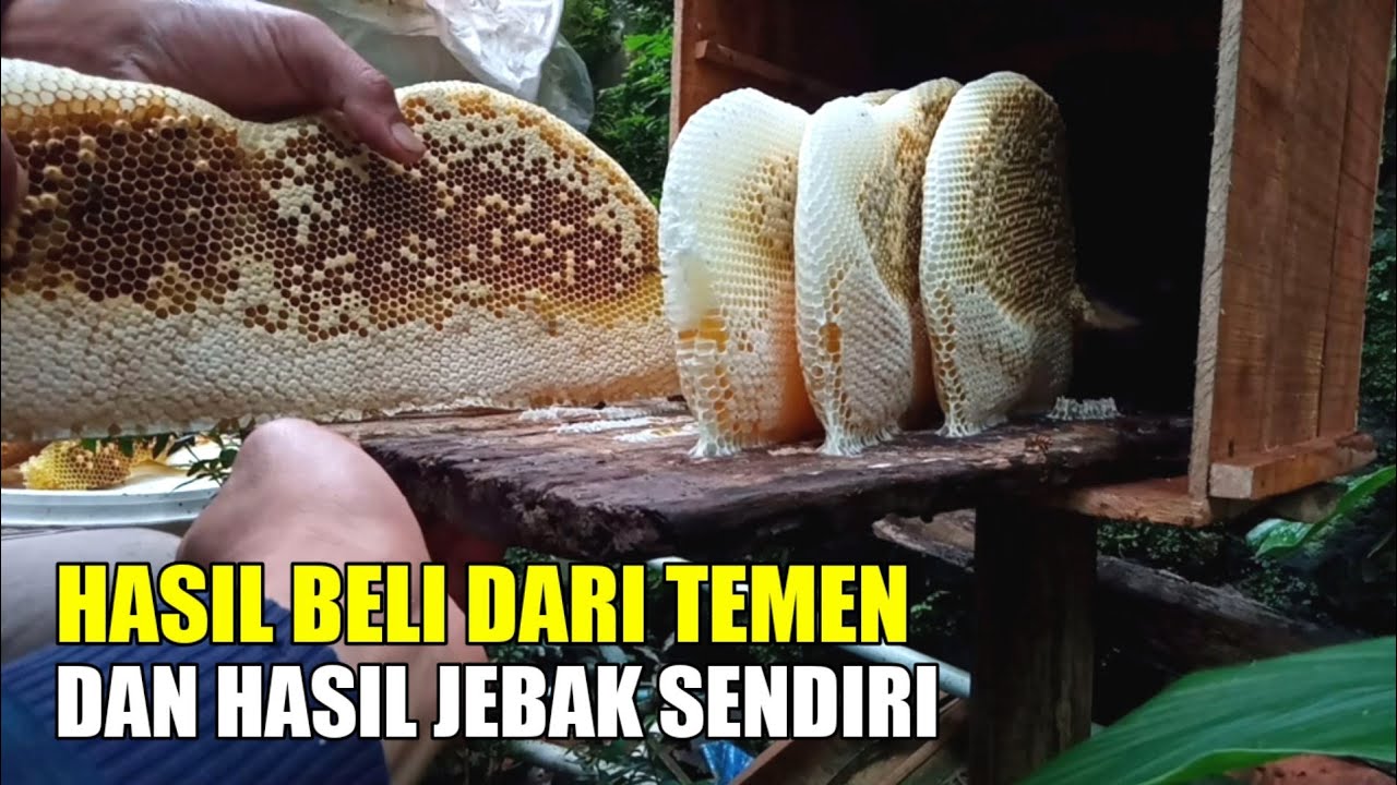Langsung dua sekaligus kita ganti kotak nya 🐝