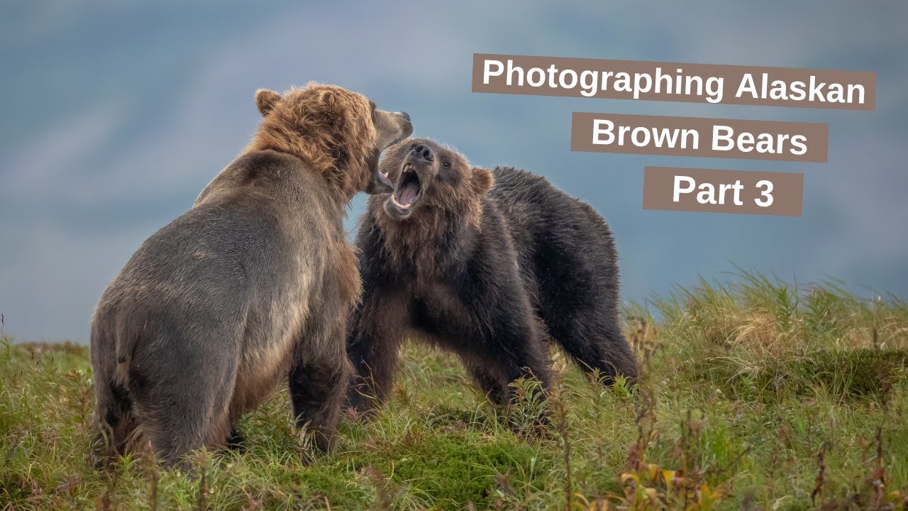 Photographing Alaskan Brown Bears & other wildlife part 3. Alone in Alaska with Bears for 2 weeks