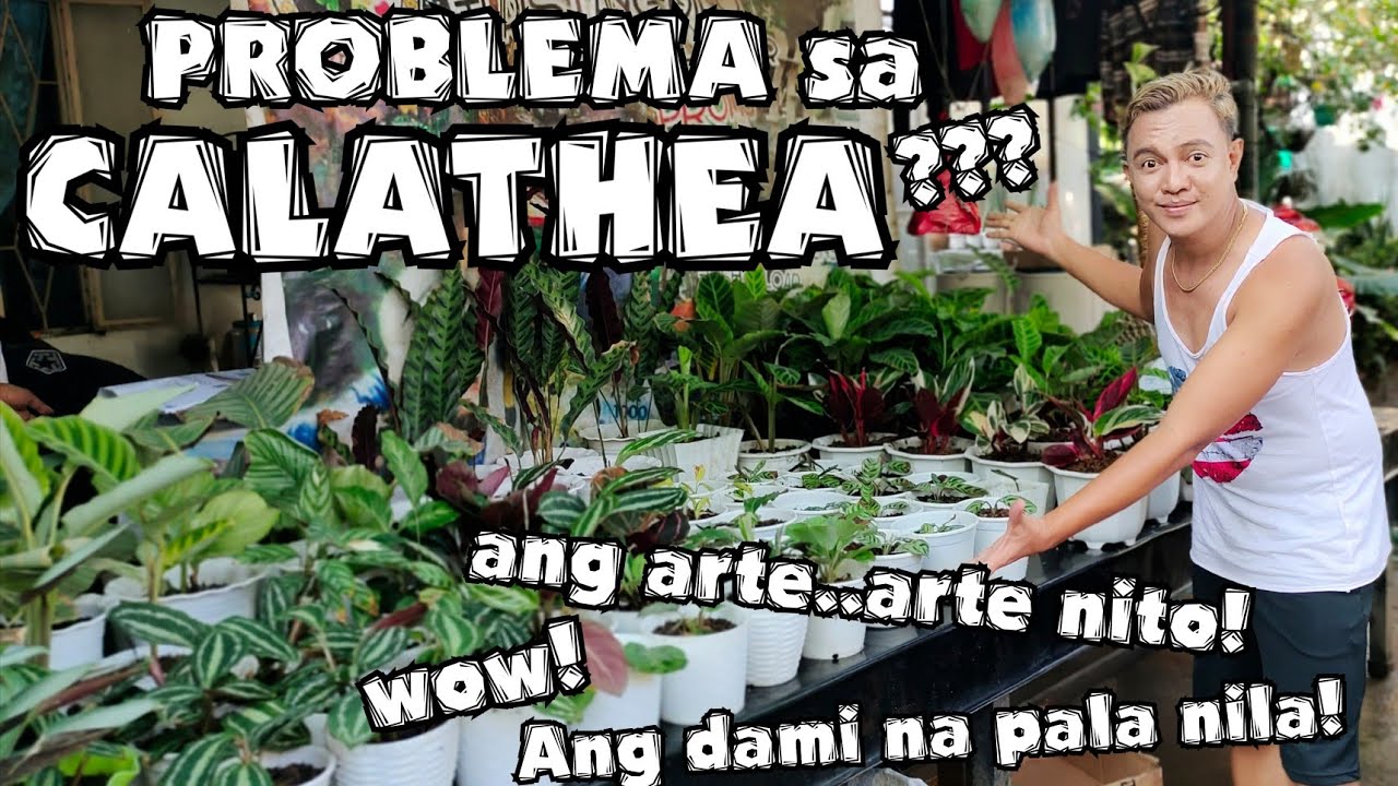 CALATHEA PLANTS PROBLEMS | PRAYER PLANTS CARE TIPS & OBSERVATIONS