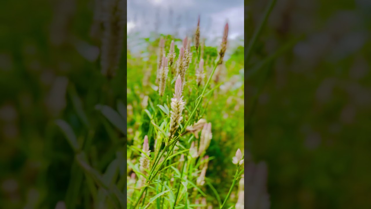 Nature vlog#nature #travel #visitsrilanka