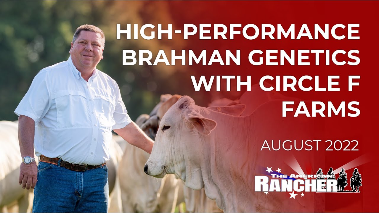 Brahman Genetics и Circle F Farms | Американский фермер | 08.02.22