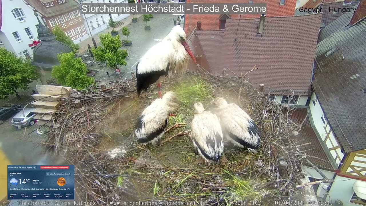 2024 06 01 Storchennest Höchstadt, Regenwetter nimmt kein Ende, die Drei sind durchnässt und frieren