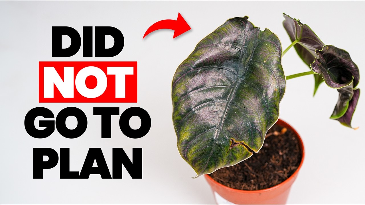 I Was Challenged To Grow The Best Plant in 1 Year