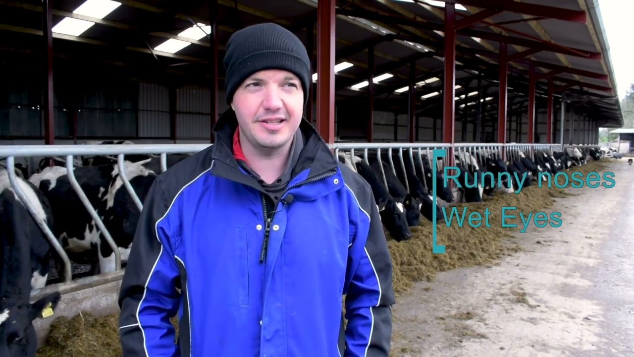 Dairy farmer controls IBR in his herd through vaccination