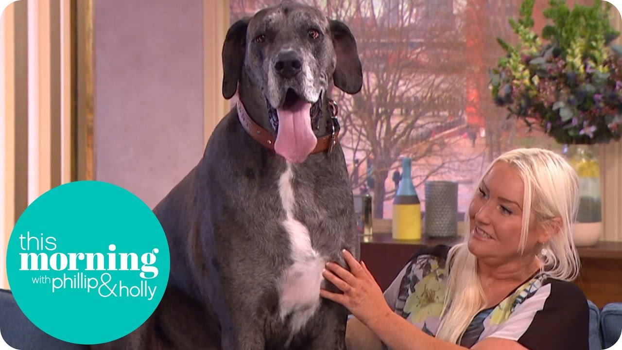 Holly and Phillip Meet the World's Tallest Dog | This Morning