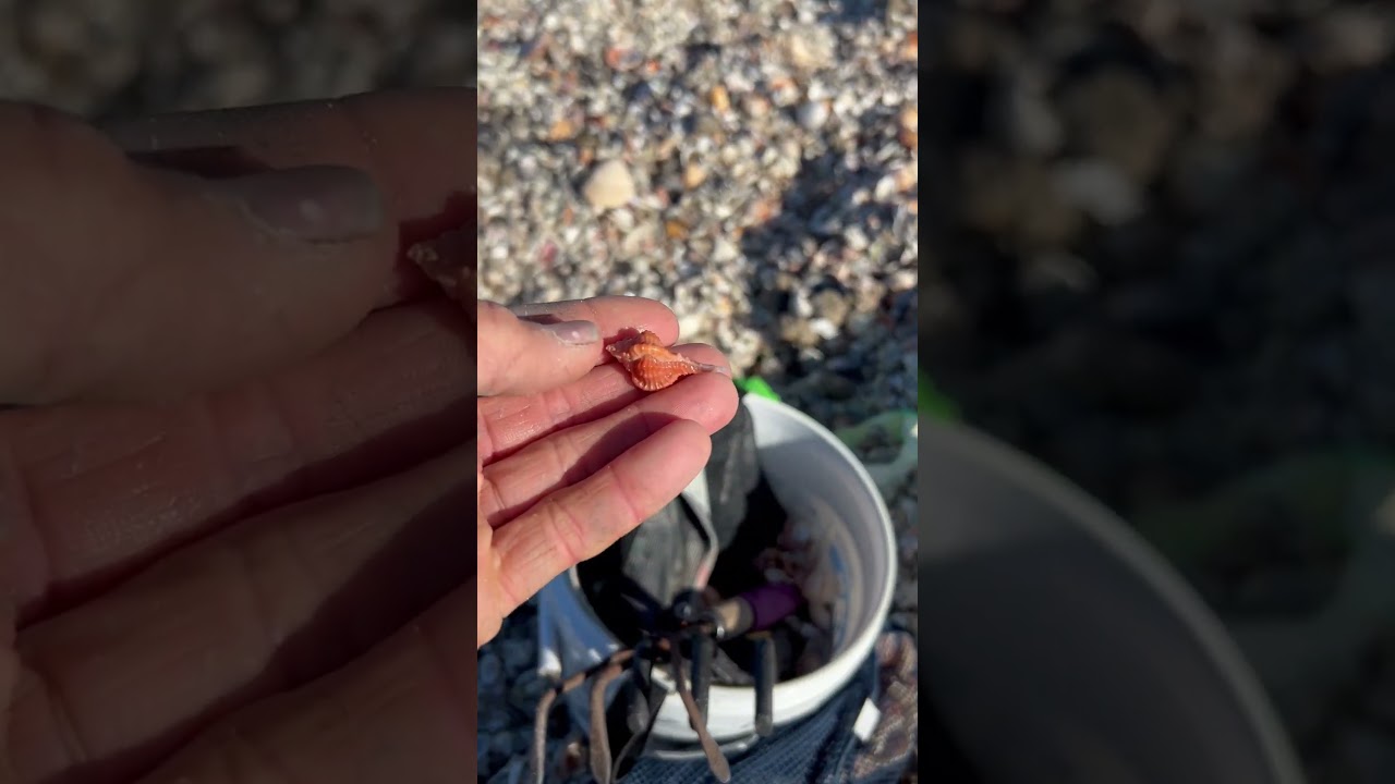 Orange rose murex south beach Marco  10 thousand island Massive shell pile !
