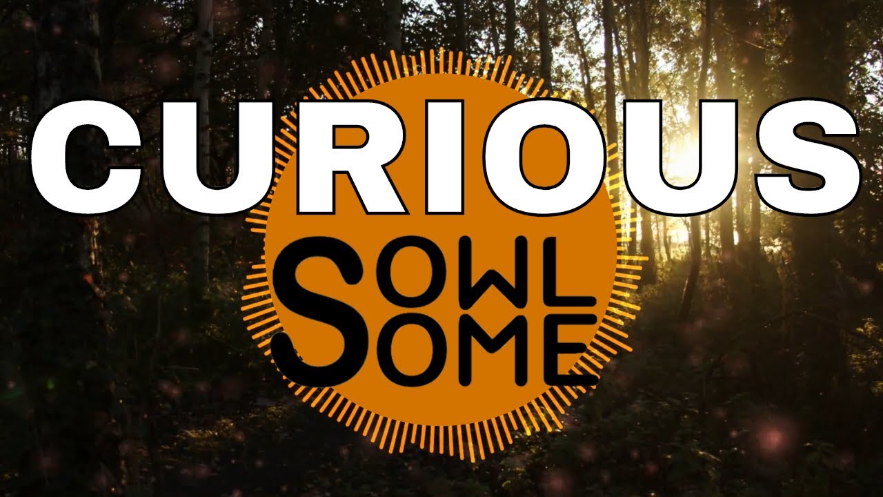 Curious - Owlsome