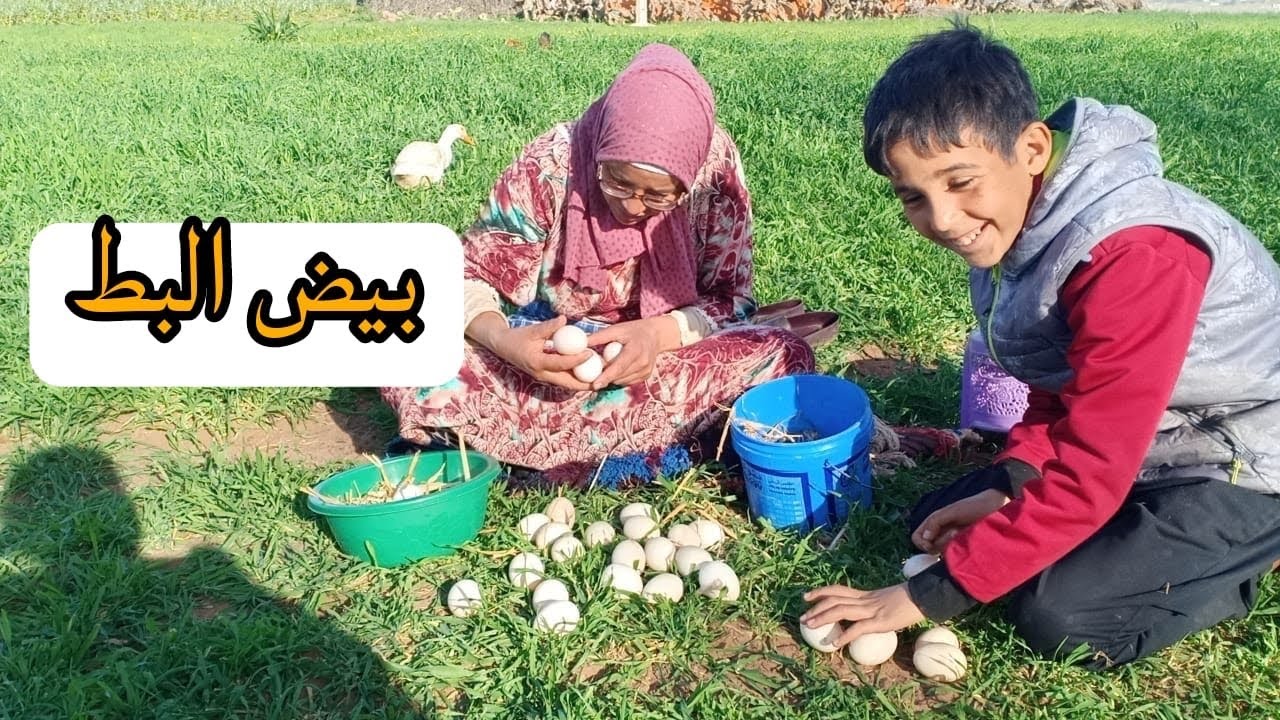 وقيلا غانقلبوها بط 🦆 لشبعنا بيض هاد الايام وماحبس حتا نهار شنو قتراحاتكوم لمشروع تربية البط 🧐