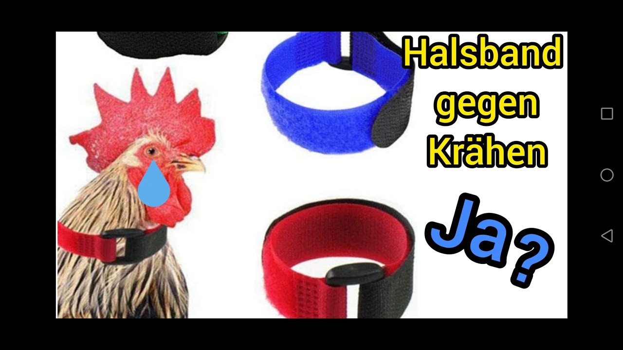Was tun wenn Hahn kräht. Halsband gegen Krähen, ist es Tierquälerei!? Halsband selber machen