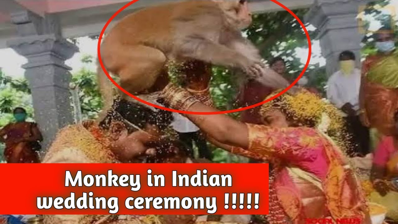 Monkey in Indian wedding !!! wedding dance in India !!!!