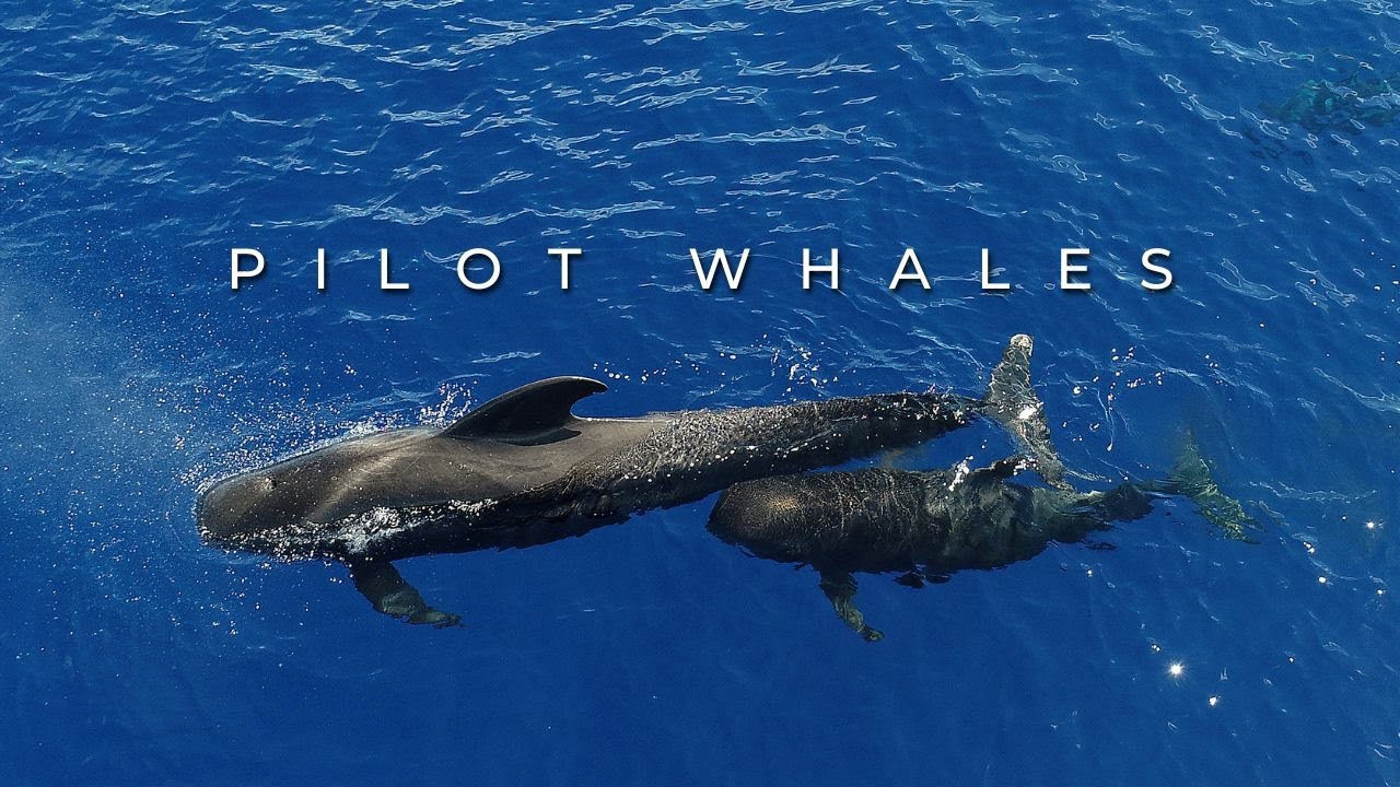 Pilot Whales in the south of Pico Island Azores | Futurismo