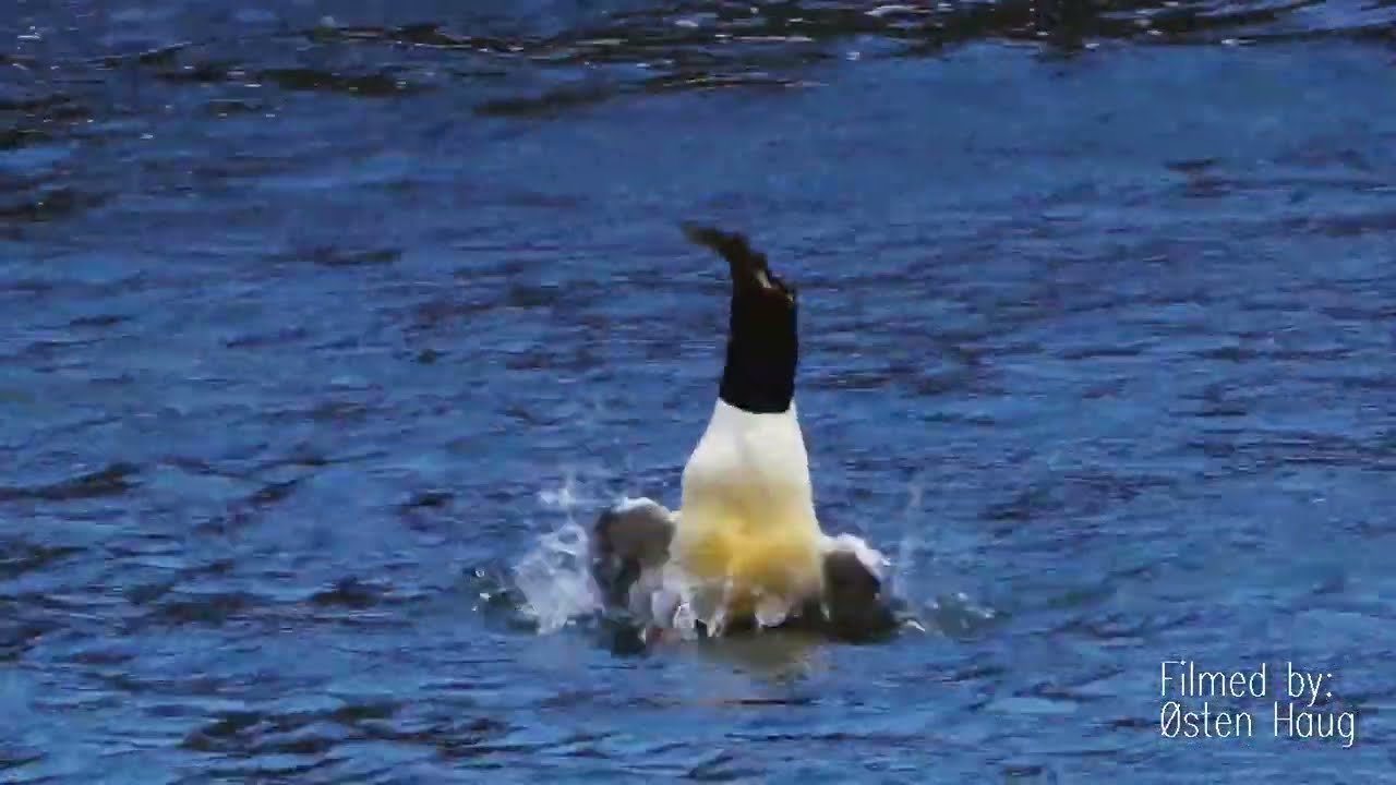 Duck Catch Fish Half it's Own Size! [Common Merganser VS Trout]