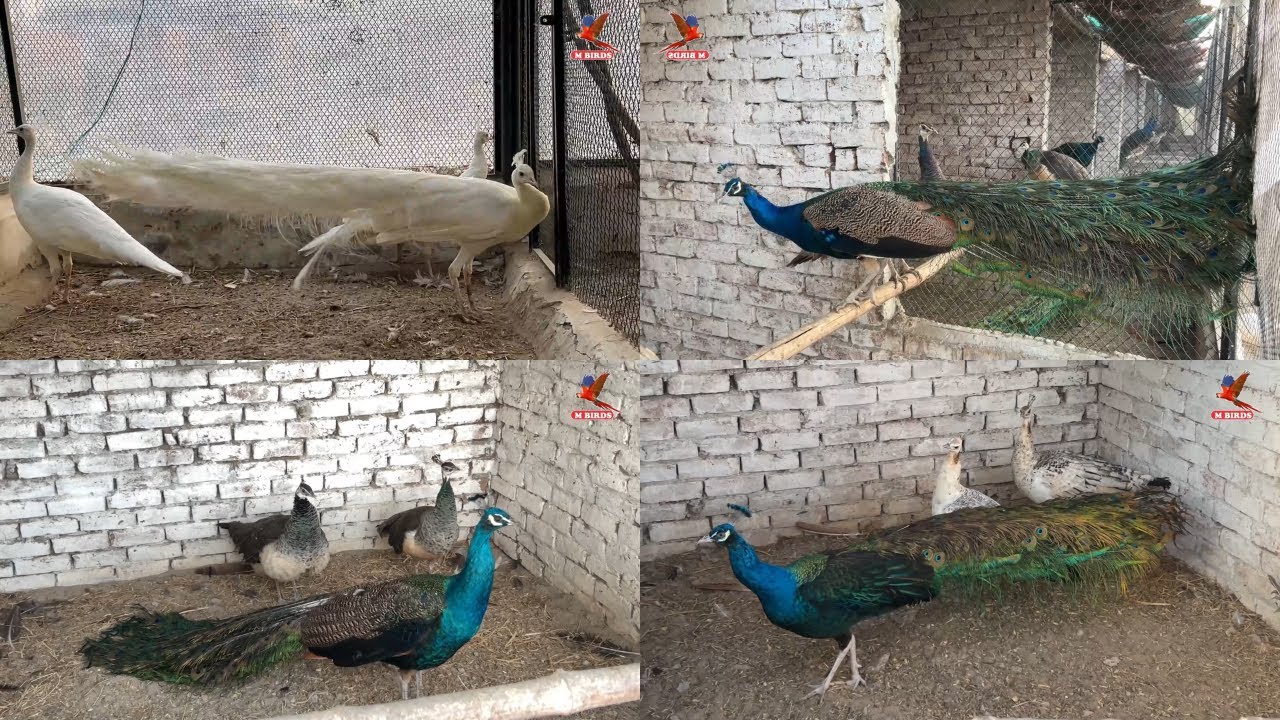 Peacocks Breeding Setup | Indian Blue Shoulder, White Shoulder Peacock, Black Shoulder Peacock