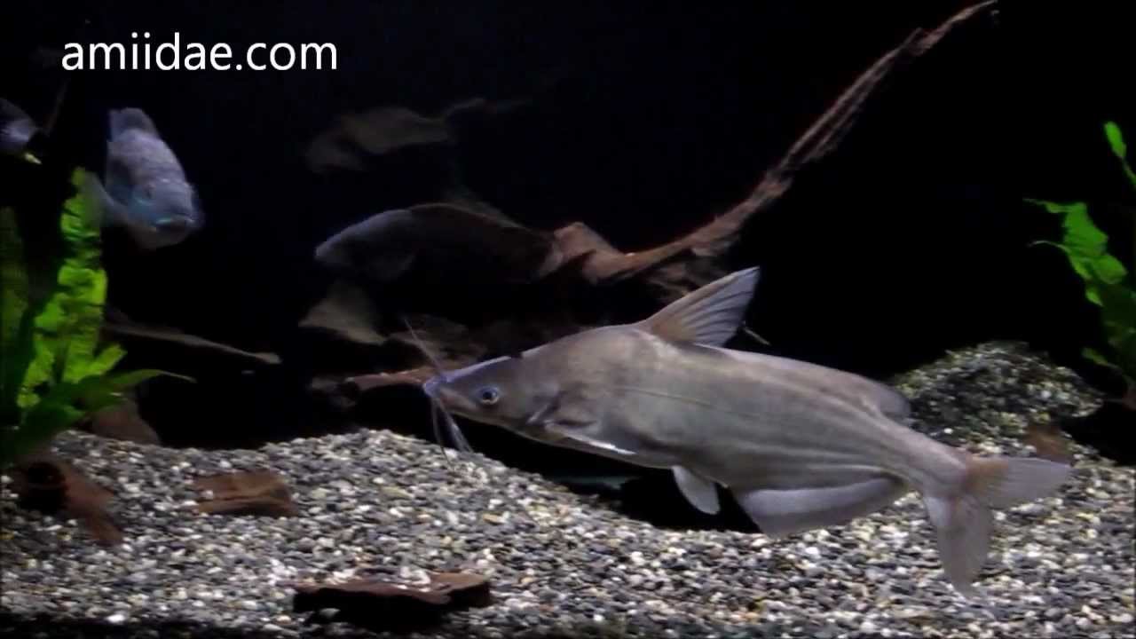RARE Import Predatory Fish Cranoglanis bouderius Chinese Helmet Catfish