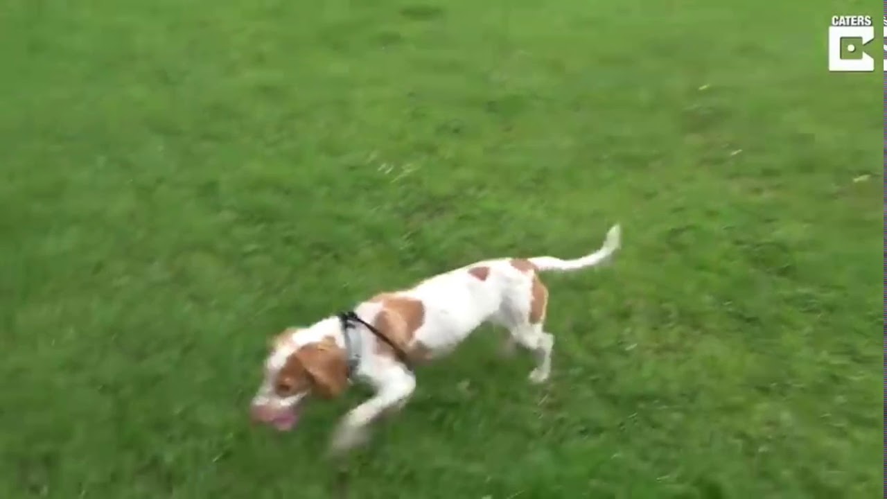 This dog faints if it gets to excited