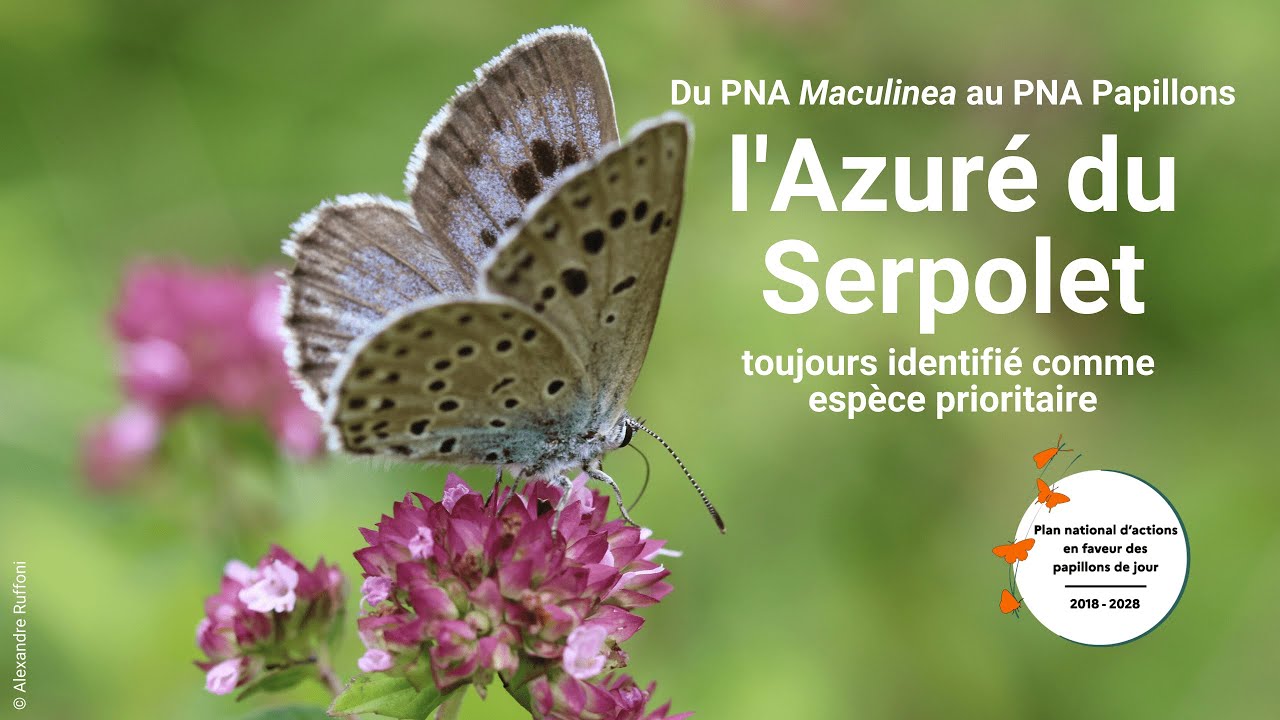 PNA Papillons de jour | L'Azuré du serpolet (Opie et DREAL AuRA)
