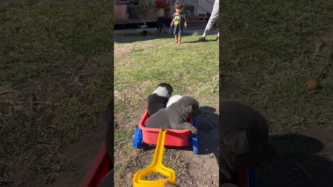 Cute puppies carted around the farm  kelpie border collie cattle dog puppy