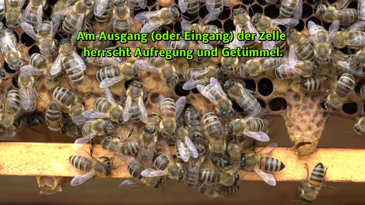 [immelieb.de] ► Wie Königinnen schlüpfen können