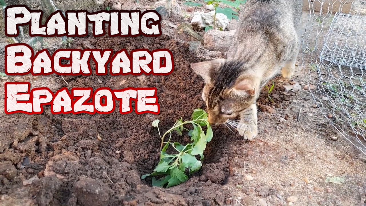 Planting Epazote In Our Garden - Homesteading In Mexico