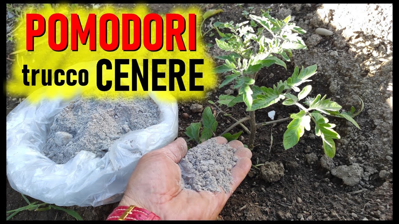 Trucco della cenere sul POMODORO ... risultati ECCEZIONALI