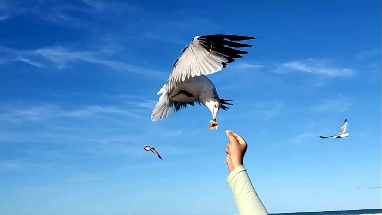 Gaivotas na Praia !