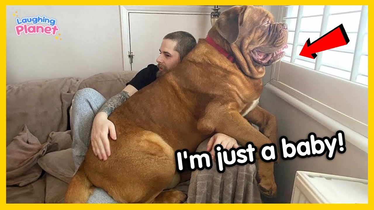 🐕 Когда твоя большая собака думает, что она МАЛЫШ! 🤣 Смешные видео с собаками 2025 года
