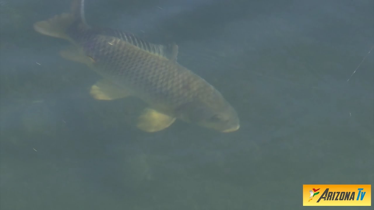 MONDO PESCA - L' ORACOLO DELLA MUZZA  -  CANALE MUZZA - PESCARE CARPE - LODI - PESCA SPORTIVA