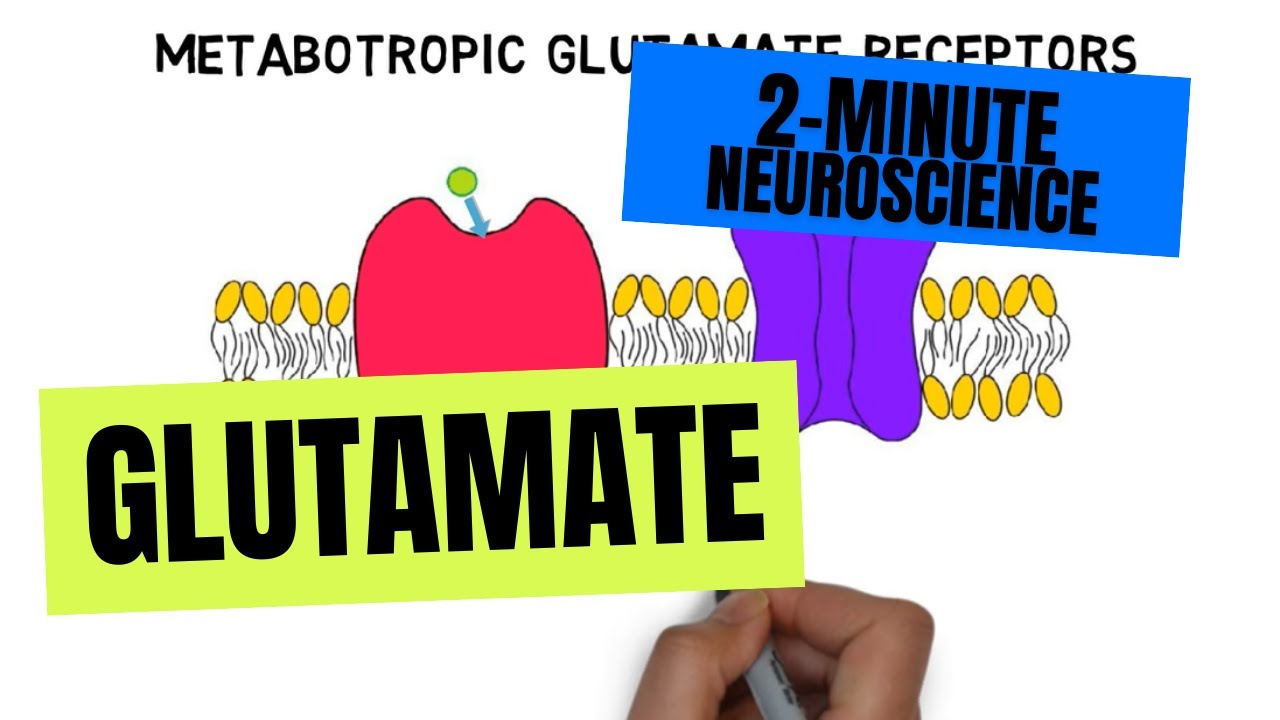 2-minutowa neurobiologia: glutaminian